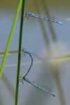 Coenagrion scitulum
