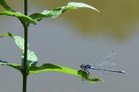 Erythromma najas