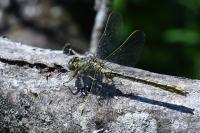 Gomphus pulchellus
