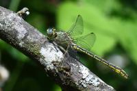 Gomphus pulchellus