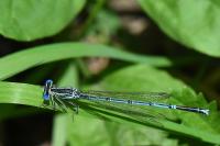 Platycnemis pennipes