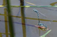 Coenagrion scitulum