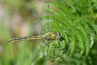 Gomphus pulchellus