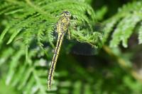 Gomphus pulchellus