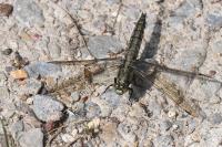 Orthetrum cancellatum