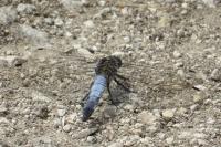 Orthetrum cancellatum