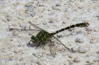 Onychogomphus forcipatus