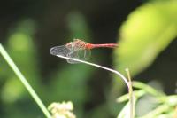 Sympetrum sanguineum