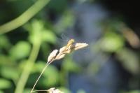 Sympetrum sanguineum