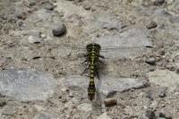 Onychogomphus forcipatus