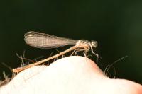 Ischnura elegans