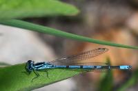 Coenagrion puella