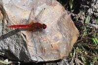 Crocothemis erythraea