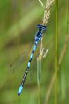 Coenagrion scitulum