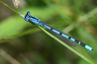Enallagma cyathigerum