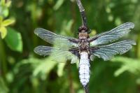 Libellula depressa