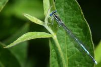 Platycnemis pennipes