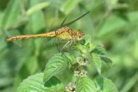 Sympetrum meridionale