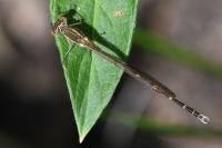 Sympecma fusca