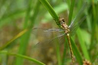 Sympetrum striolatum