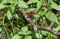 Sympetrum sanguineum