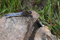 Orthetrum coerulescens