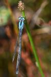 Ischnura pumilio