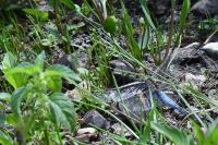 Orthetrum cancellatum