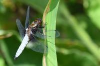 Libellula depressa
