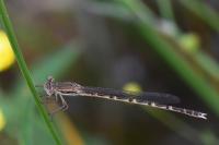 Sympecma fusca