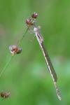 Sympecma fusca