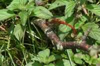 Sympetrum sanguineum