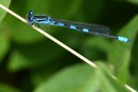 Coenagrion scitulum