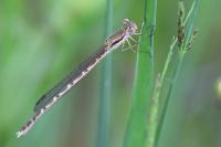 Sympecma fusca