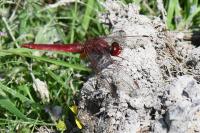 Crocothemis erythraea