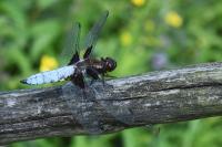 Libellula depressa