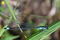 Ischnura elegans