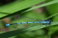 Coenagrion puella