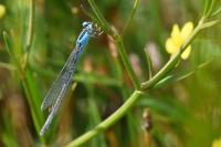 Ischnura pumilio
