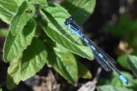 Coenagrion scitulum