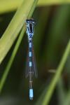 Coenagrion scitulum