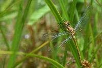 Sympetrum striolatum