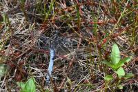 Orthetrum coerulescens