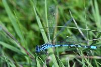 Enallagma cyathigerum