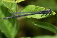Enallagma cyathigerum