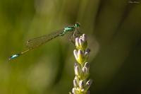 Ischnura elegans