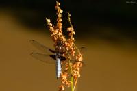 Libellula depressa