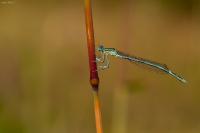 Platycnemis pennipes