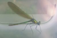Calopteryx splendens
