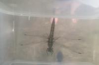 Orthetrum cancellatum